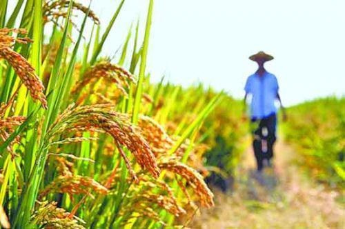 两部门：适当提高稻谷、小麦最低收购价